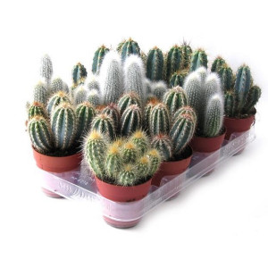 Кактусы микс 12 см.